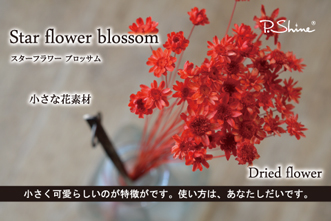 スターフラワー ブロッサム